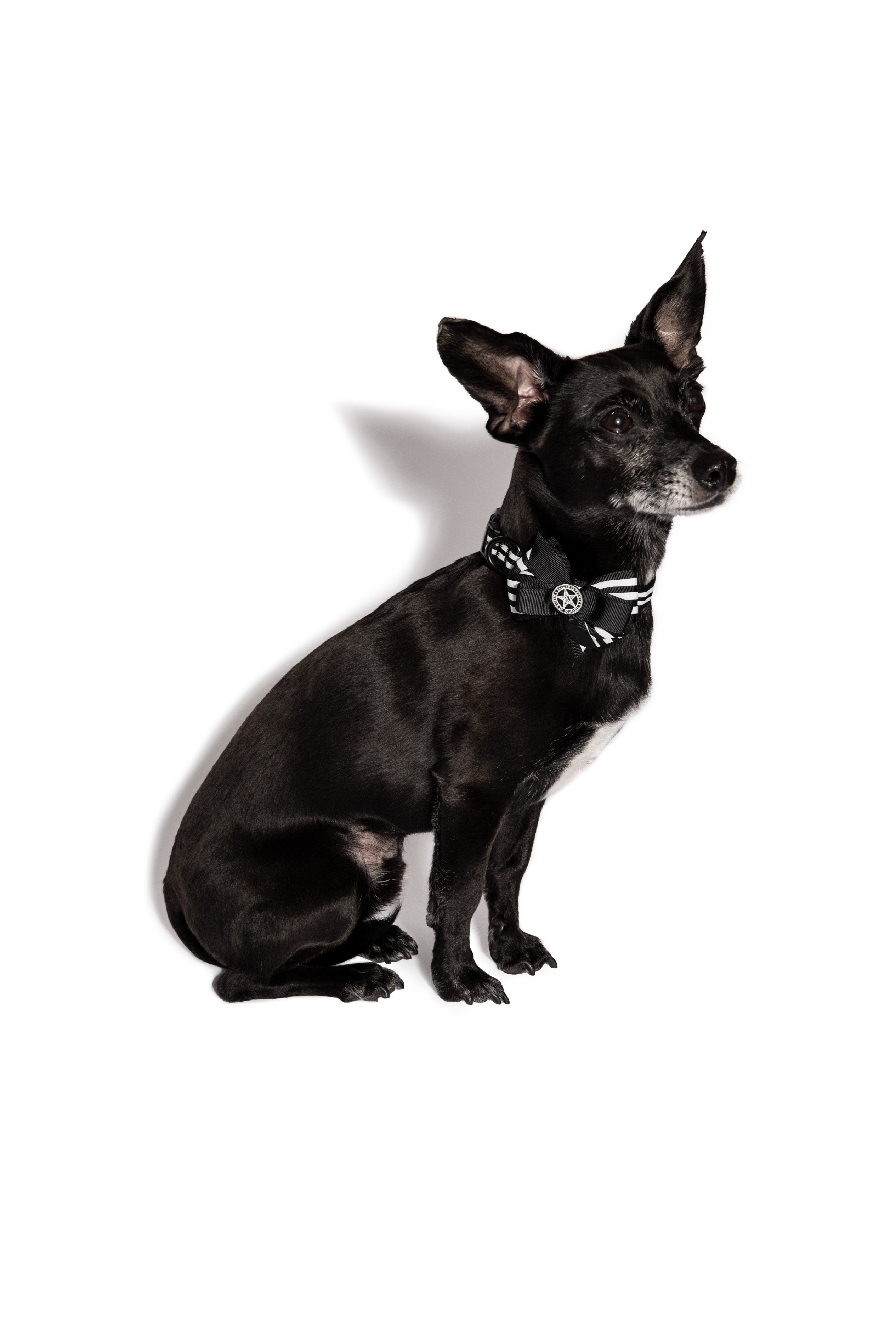 Peace Love Rescue Dog Collar Black Dog Collar Modern Dog 