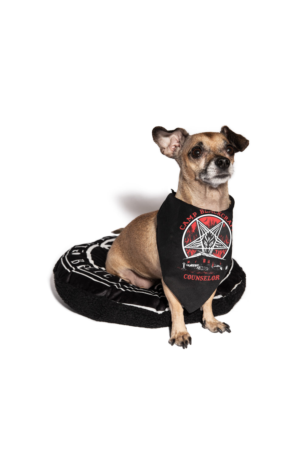A small black pet bandana for dogs, from Blackcraft