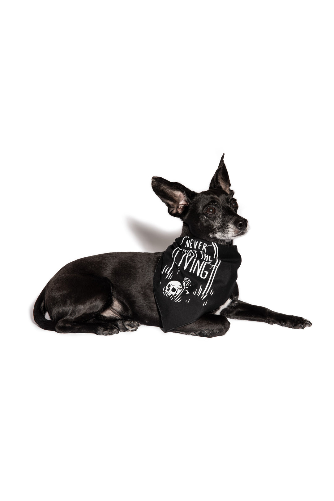 A small black pet bandana for dogs, from Blackcraft
